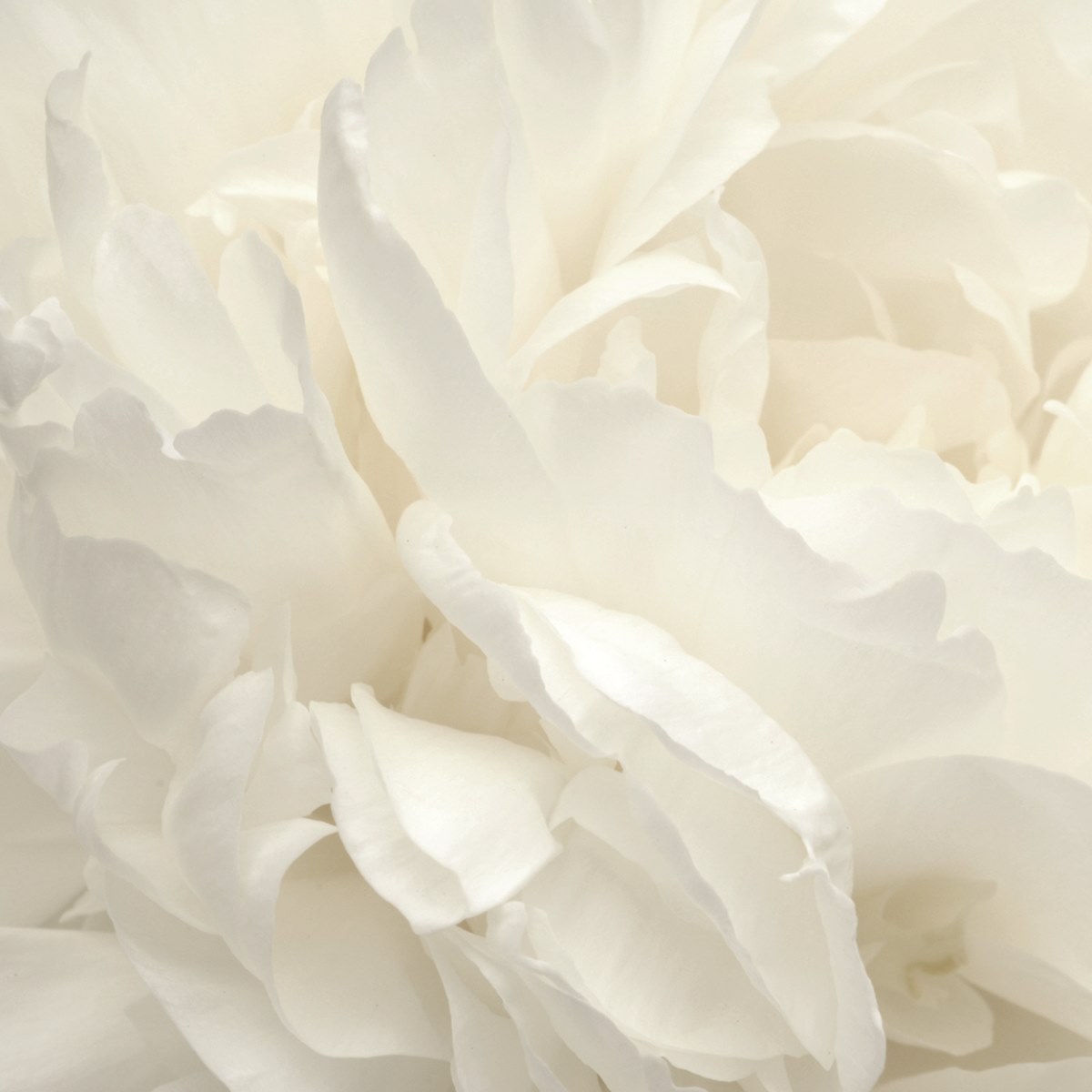 Aura Atmosphere артикул # G78424