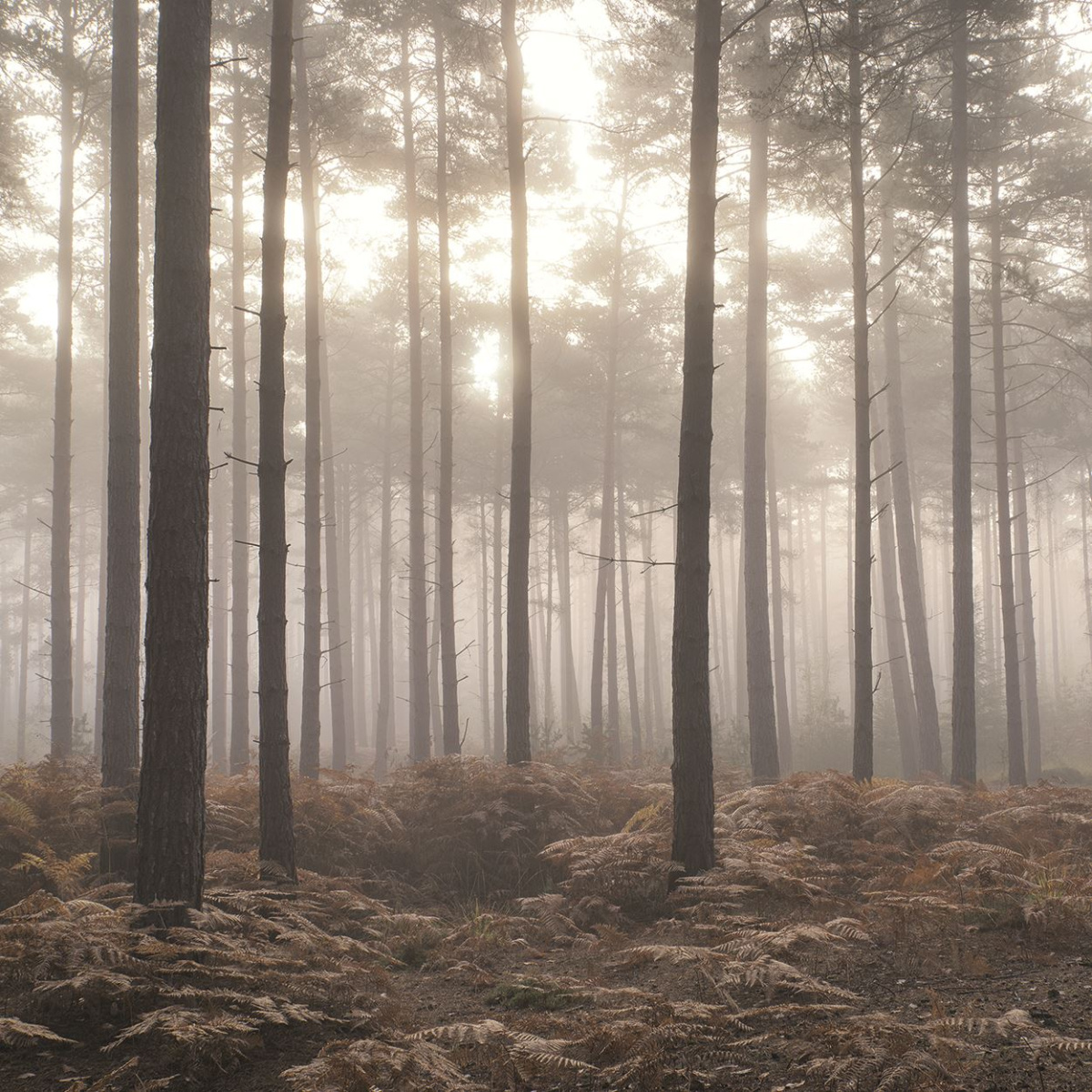 Aura Atmosphere артикул # G78426