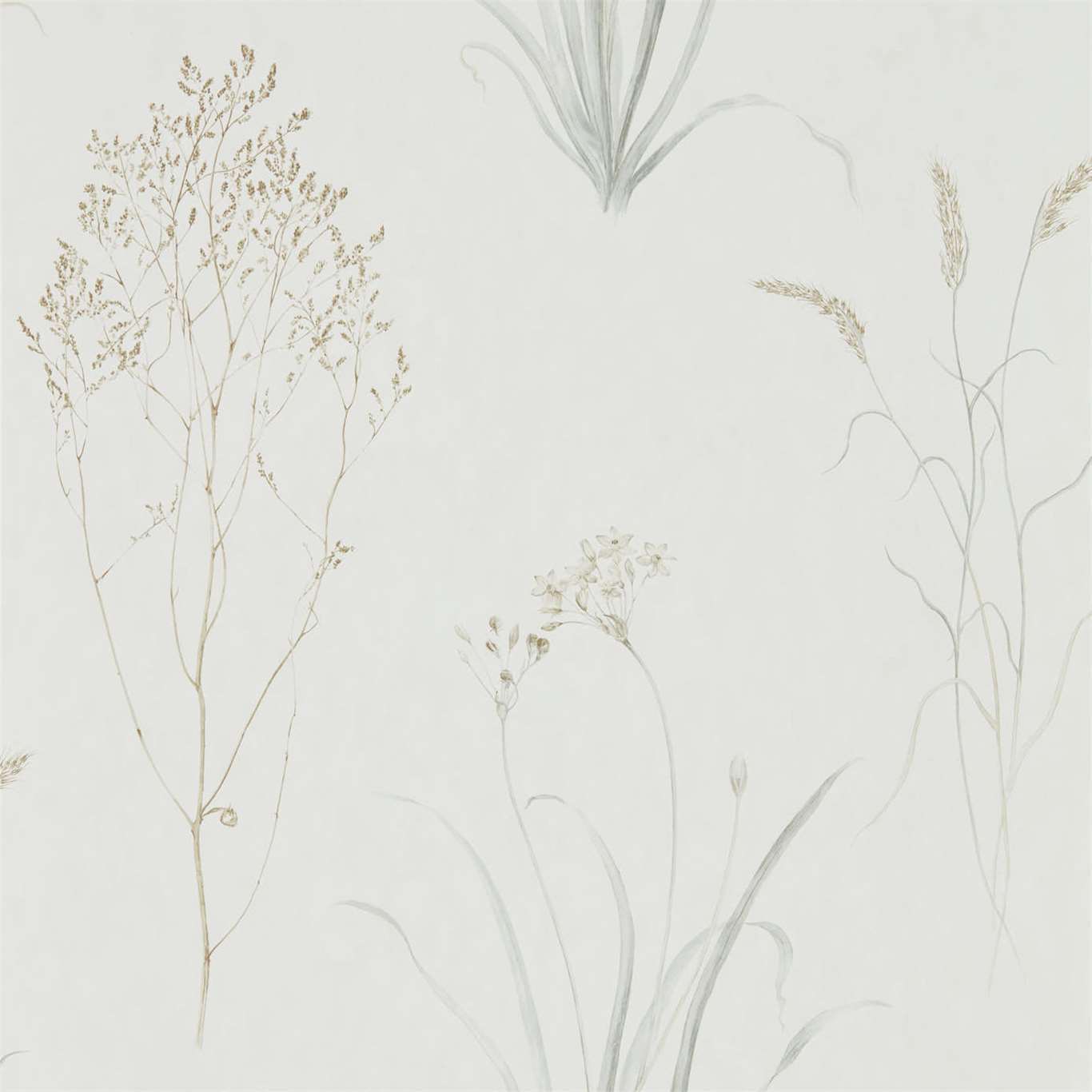 Sanderson Embleton Bay Wallpapers Farne Grasses  DEBB216487