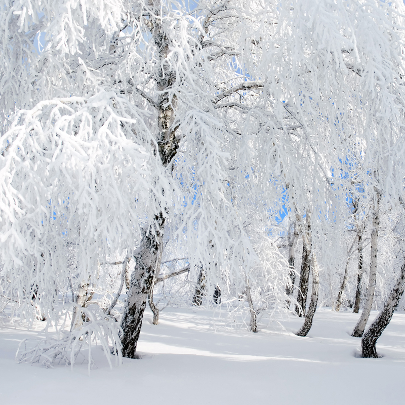 Affresco фотографии природы ID13521