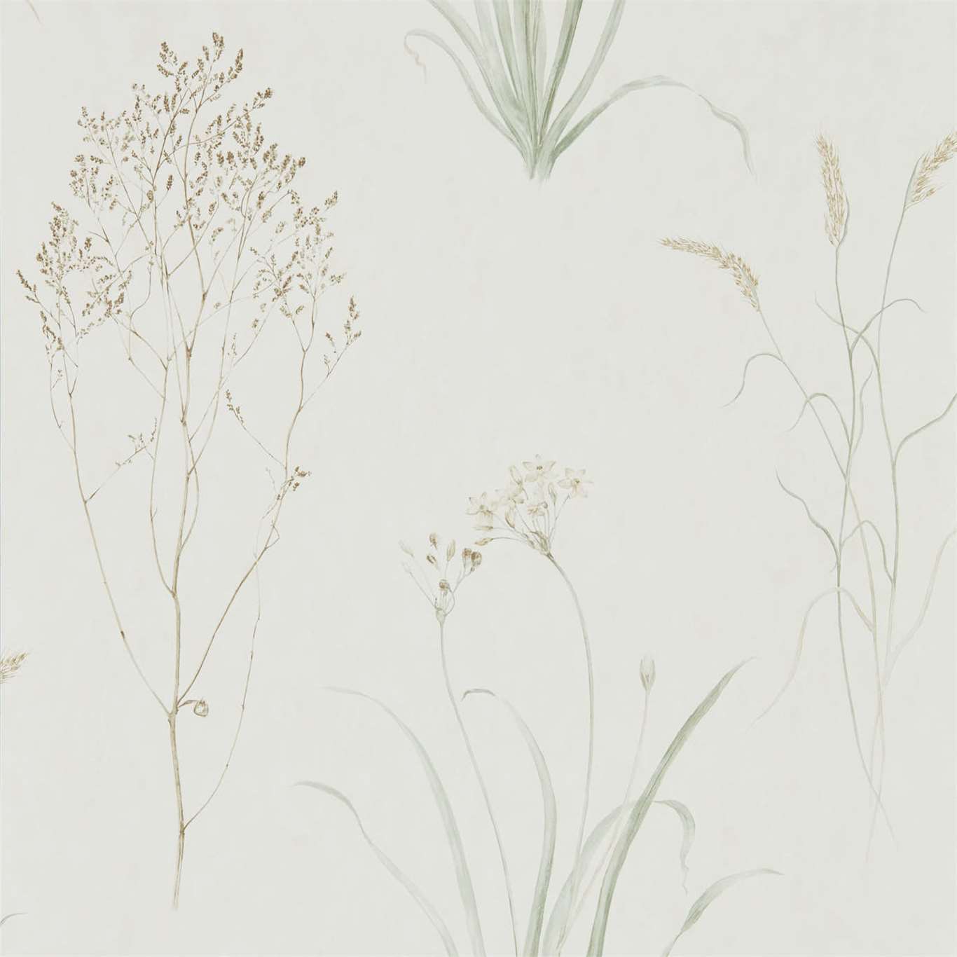 Sanderson Embleton Bay Wallpapers Farne Grasses  DEBB216488