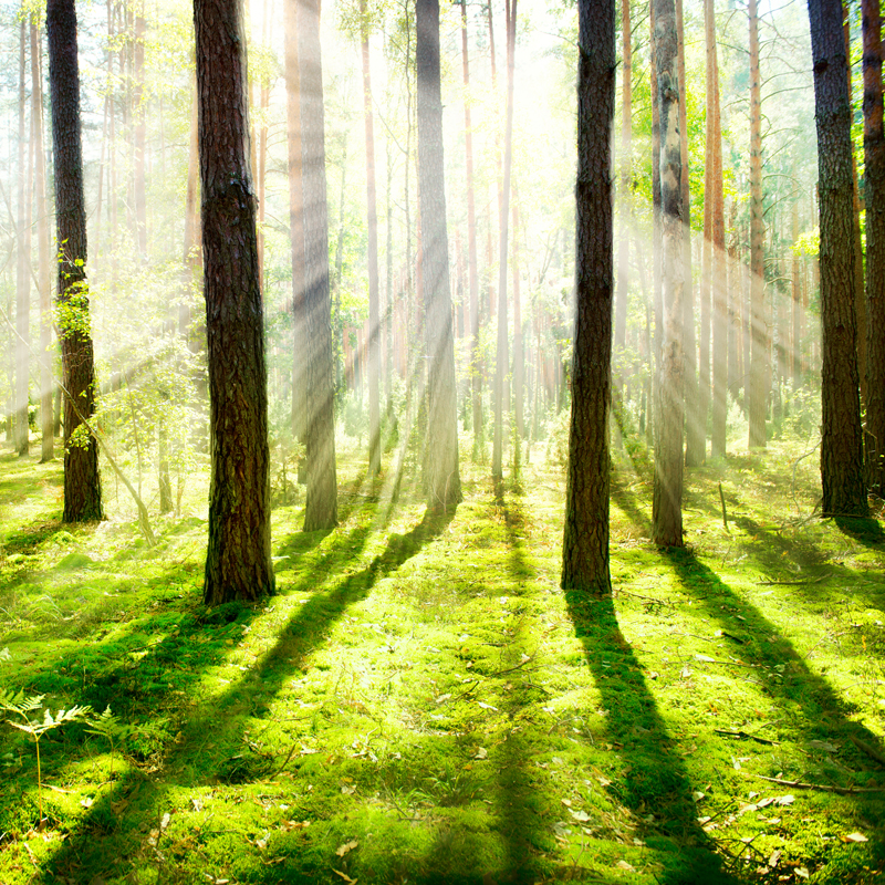 Affresco фотографии природы ID12500