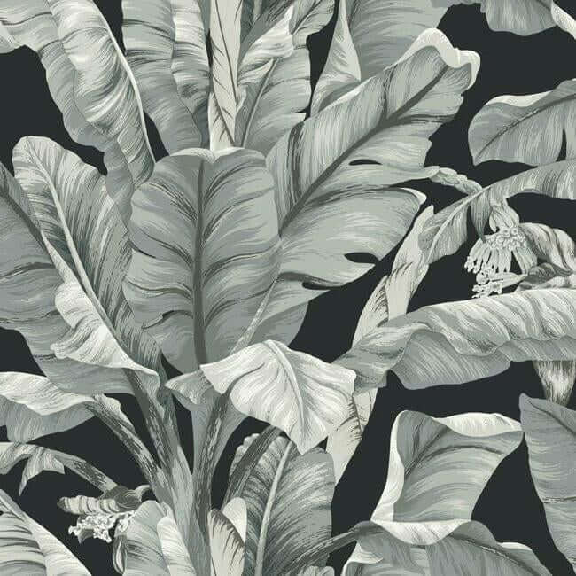 York  Cabana Chic  Banana Leaf Wallpaper- Black/Neutral BW3971