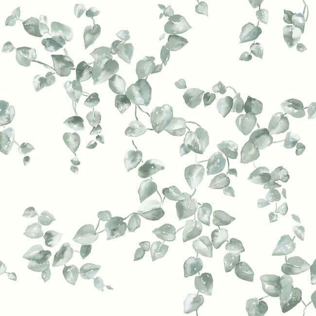 York  Simply Farmhouse  Creeping Fig Vine Wallpaper- Sage FH4037
