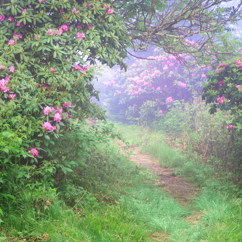 Affresco фотографии природы ID13471