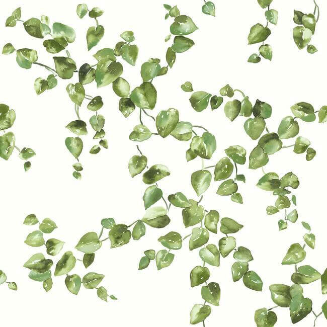 York  Simply Farmhouse  Creeping Fig Vine Wallpaper- Green FH4036