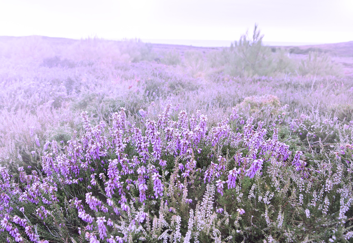 Affresco фотографии природы ID13449