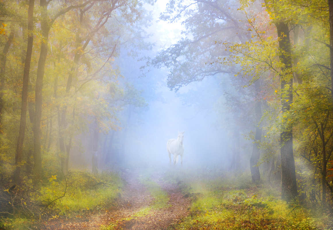 Affresco фотографии природы ID10909