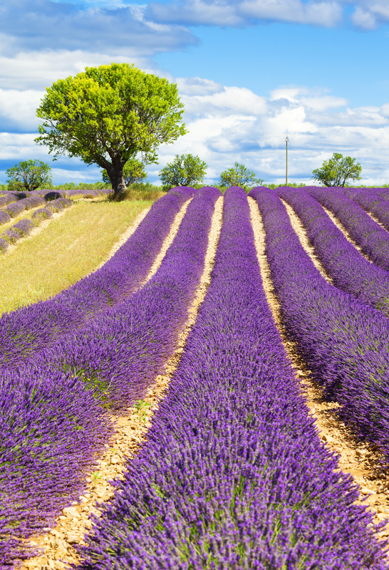 Affresco фотографии природы ID13445