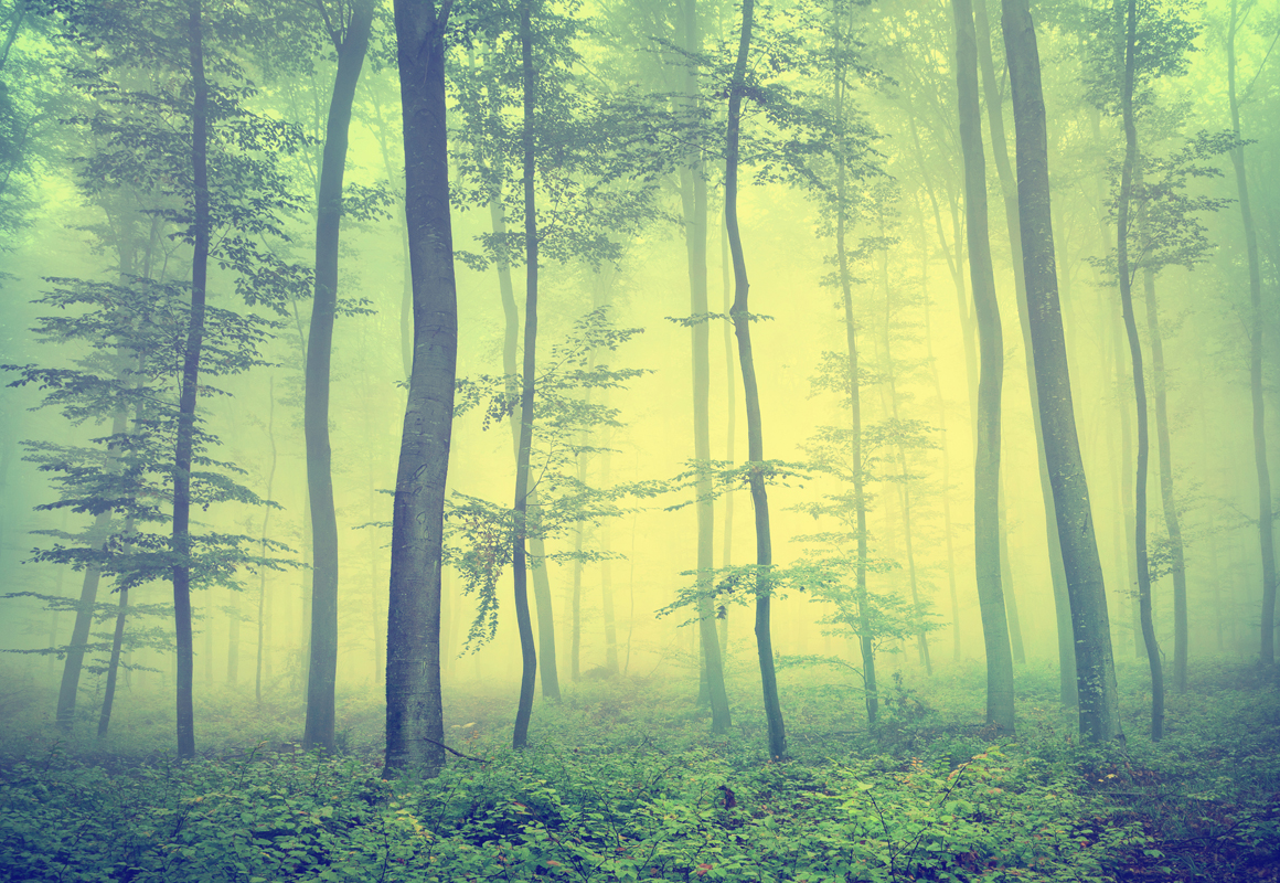 Affresco фотографии природы ID13481