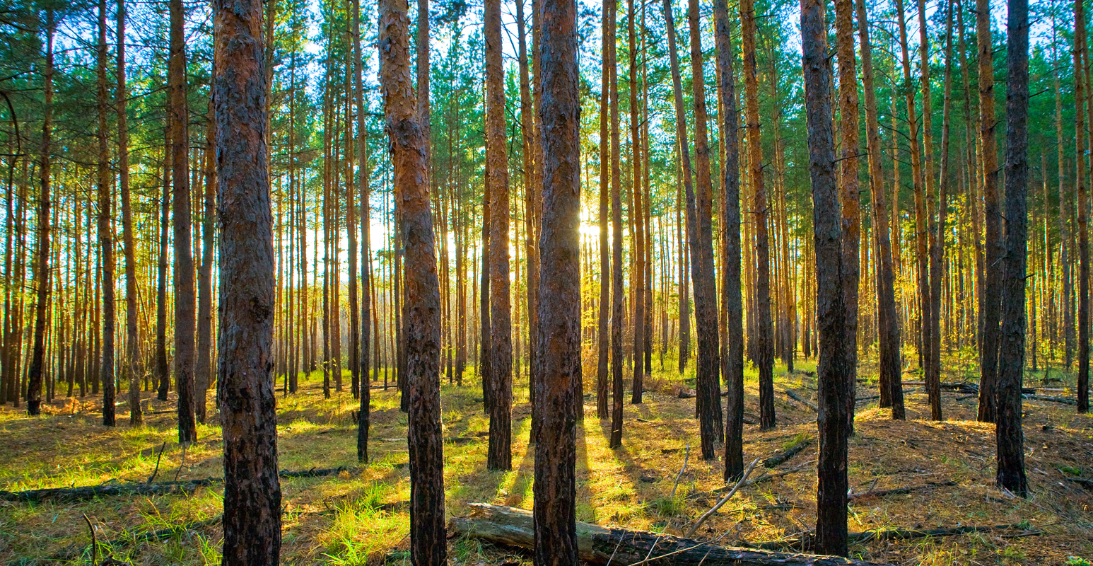 Affresco фотографии природы ID10863