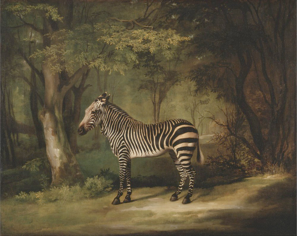 Affresco Картины с животными George Stubbs, Zebra