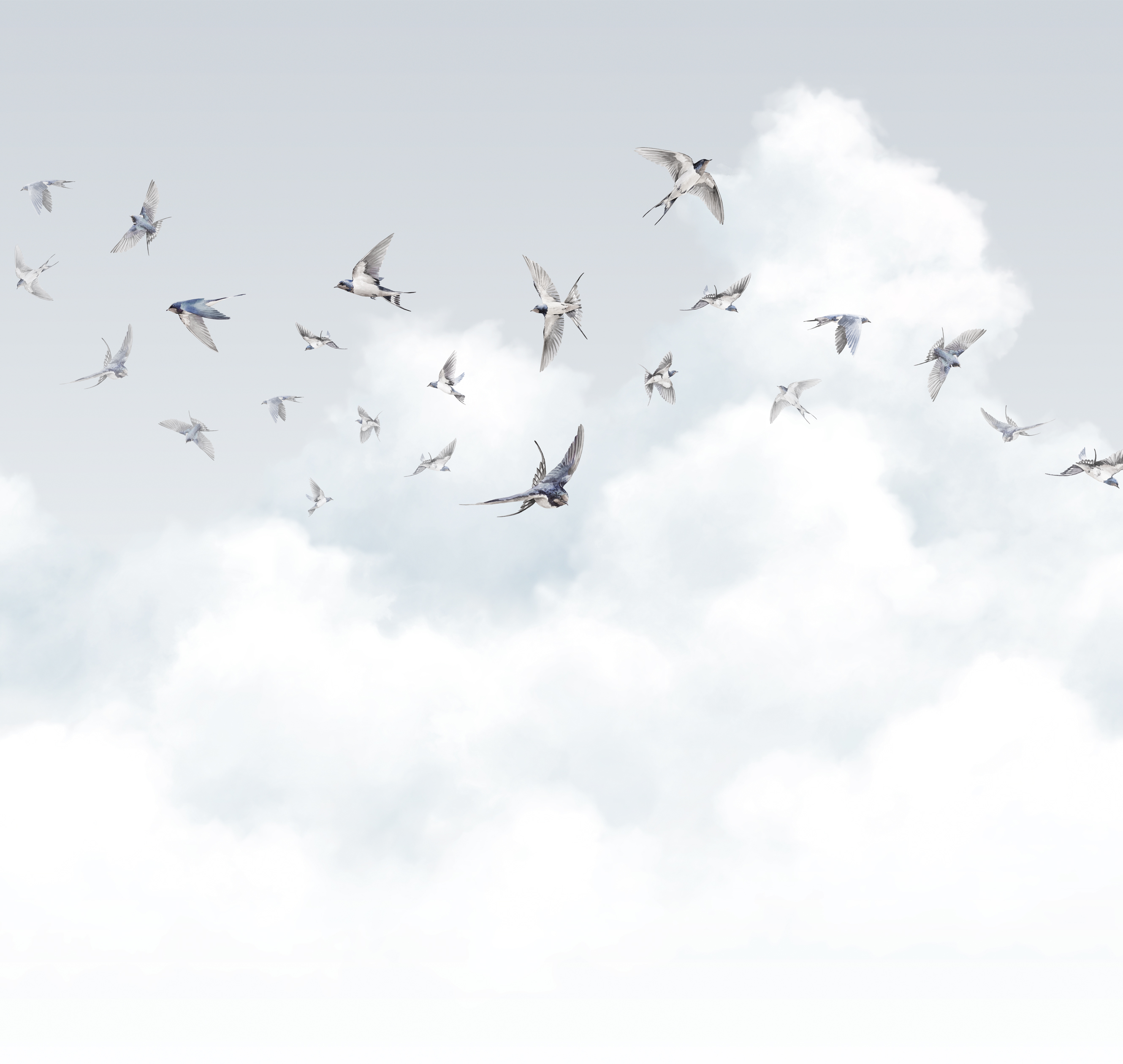 Milassa Spring Swallows AM11 006