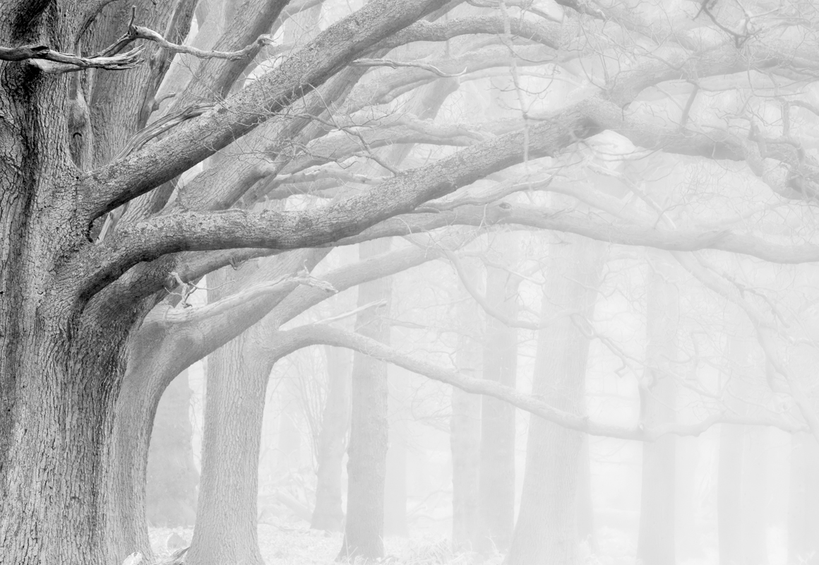 Affresco фотографии природы ID12421