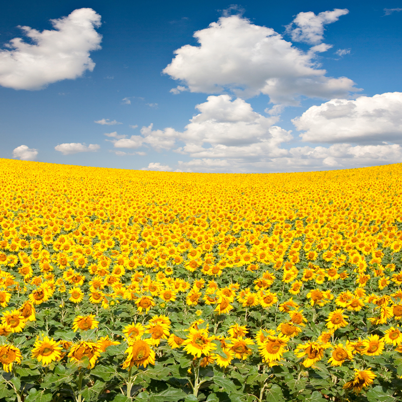 Affresco фотографии природы ID13441