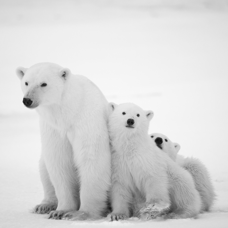 Affresco фотографии природы ID13538