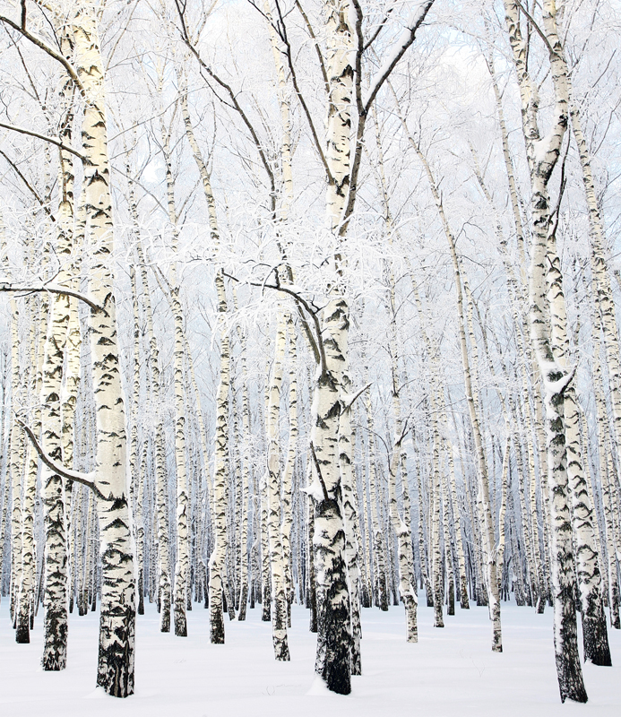 Affresco фотографии природы ID13531