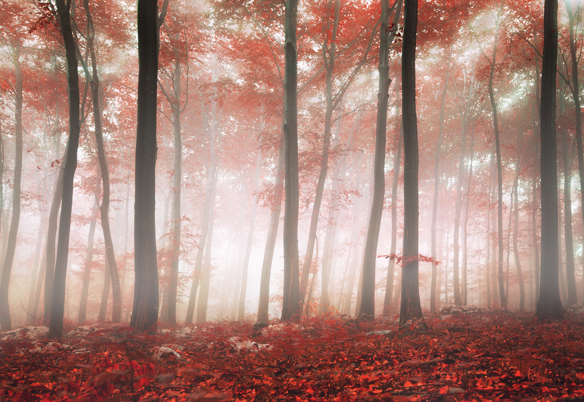 Affresco фотографии природы ID13480