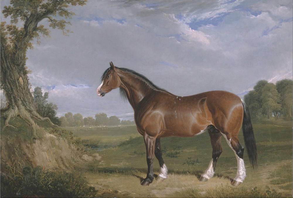Affresco Картины с животными John Frederick Herring, A Clydesdale Stallion