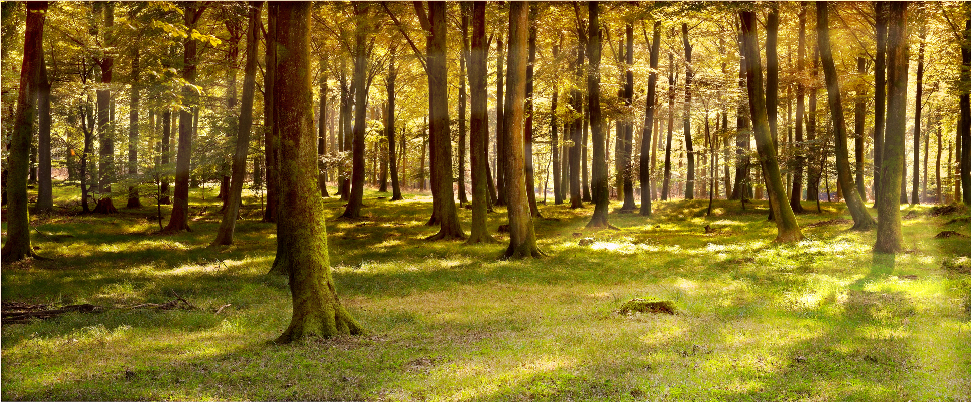 Affresco фотографии природы ID10860