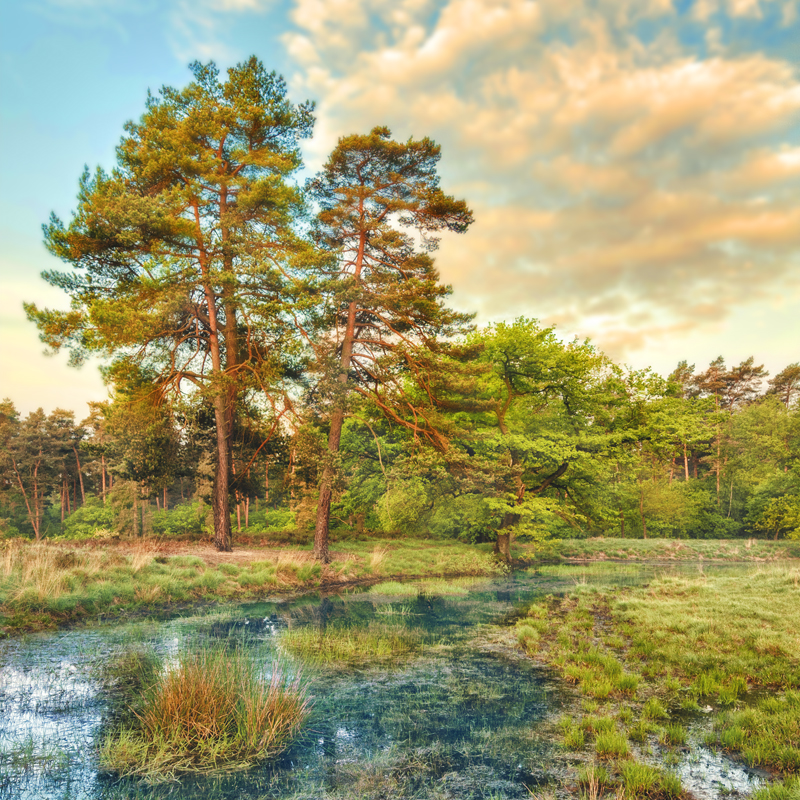 Affresco фотографии природы ID10931