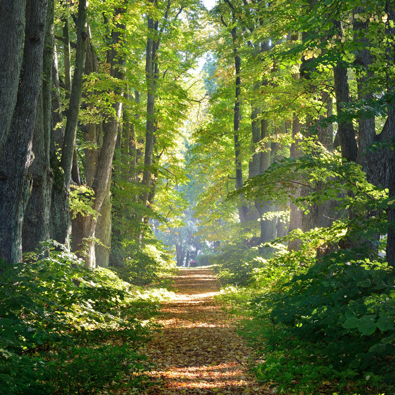 Affresco фотографии природы ID13476