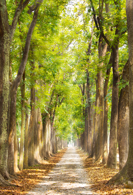 Affresco фотографии природы ID10925