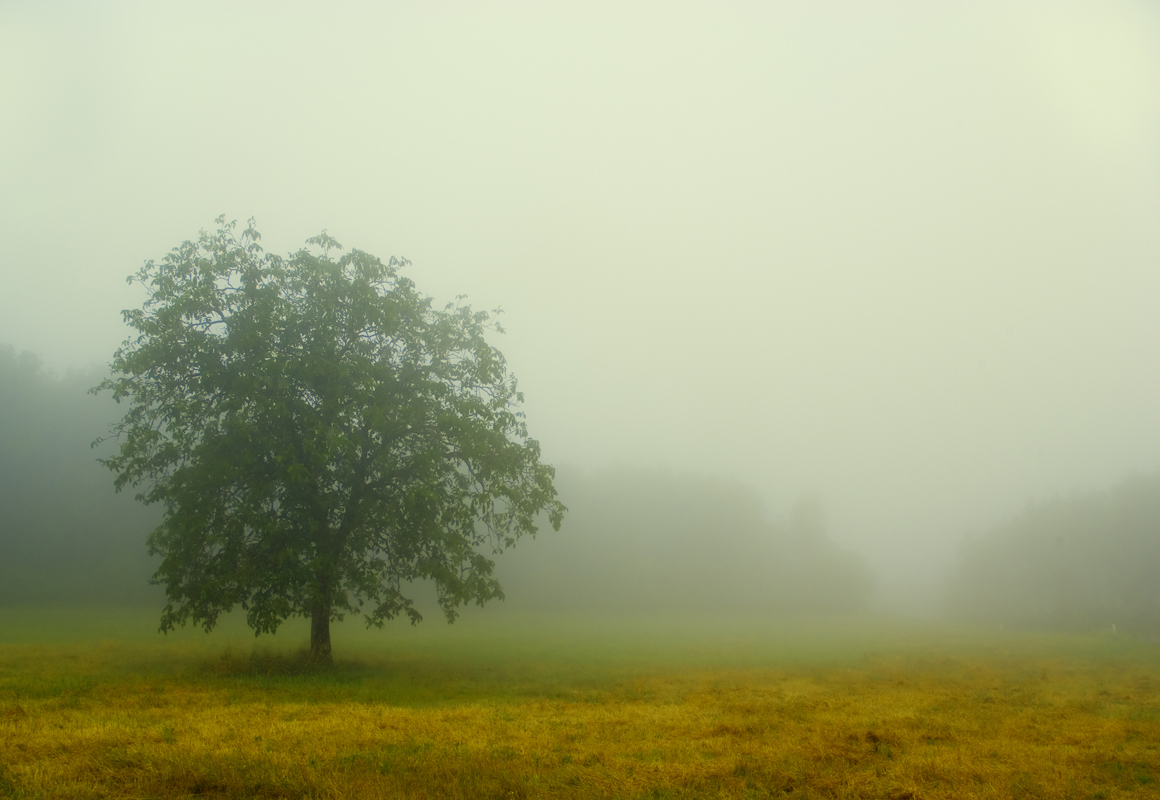 Affresco фотографии природы ID12142