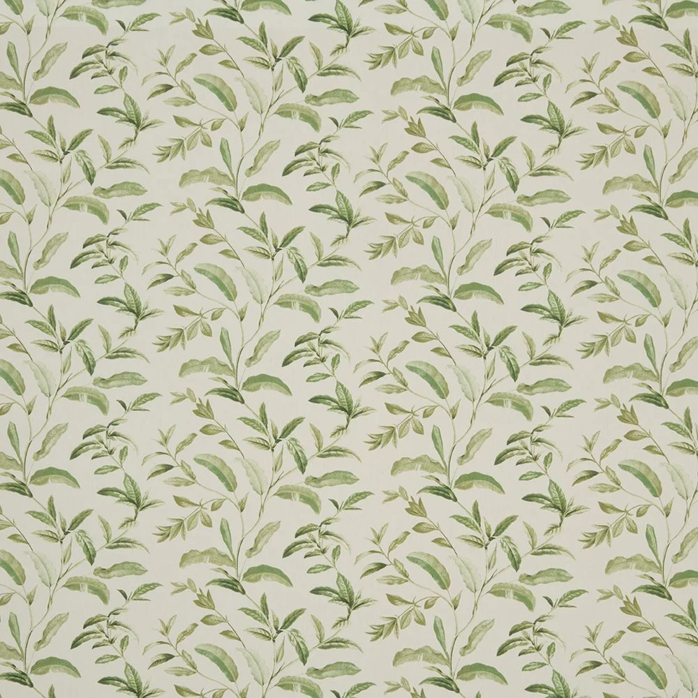 Oasis Spruce BCIA/OASISSPR ILIV